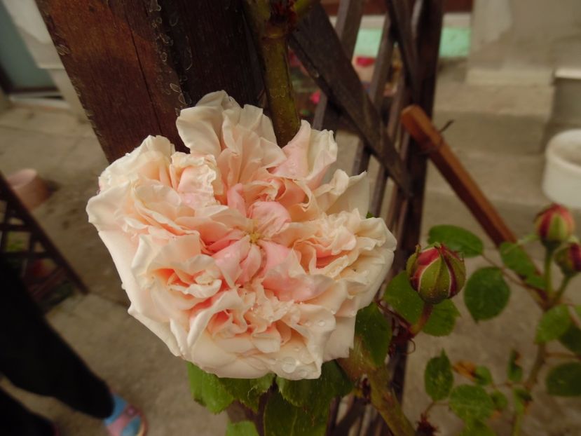  - gloire de dijon