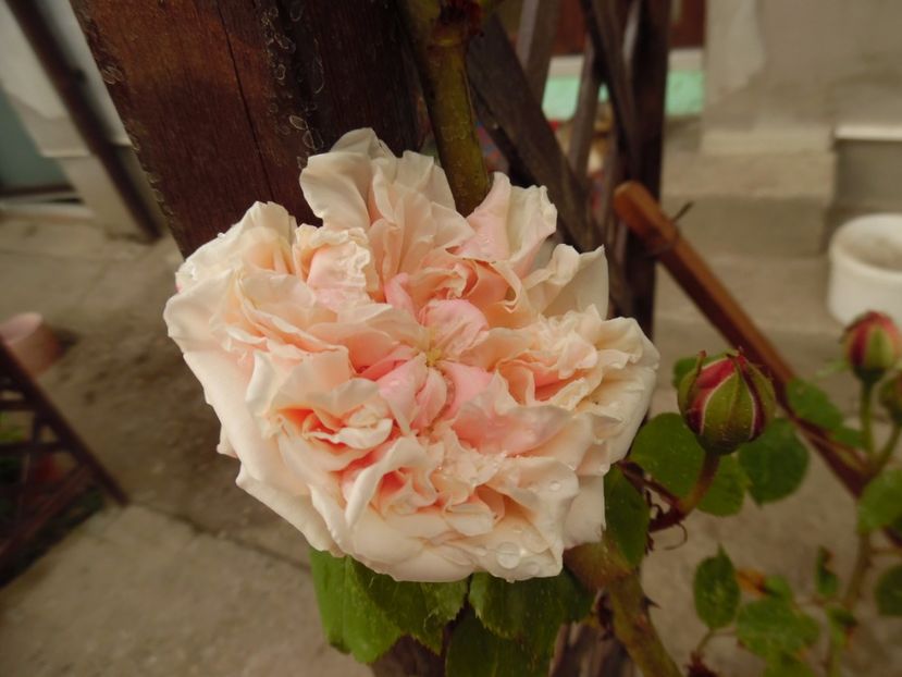  - gloire de dijon