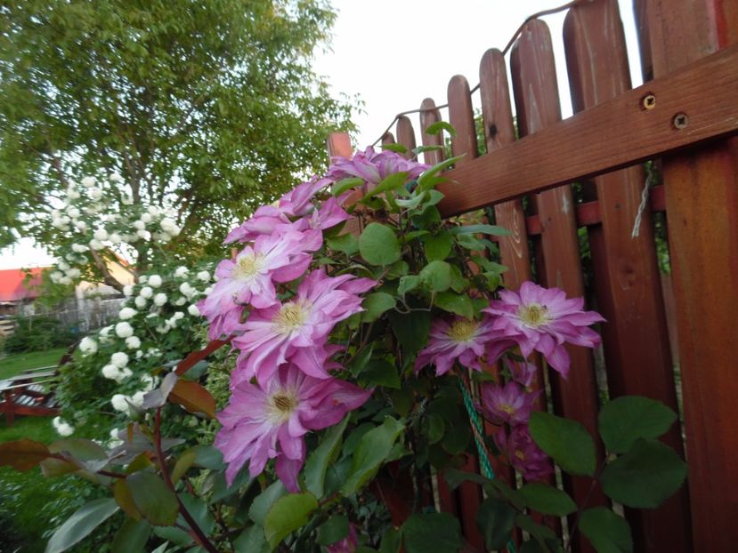 Asao - clematite infloriri
