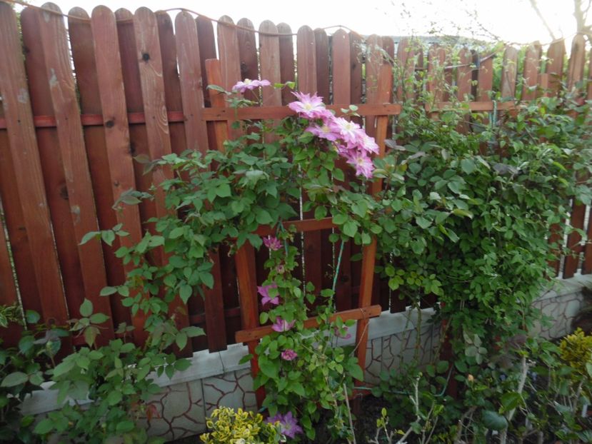 Asao - clematite infloriri