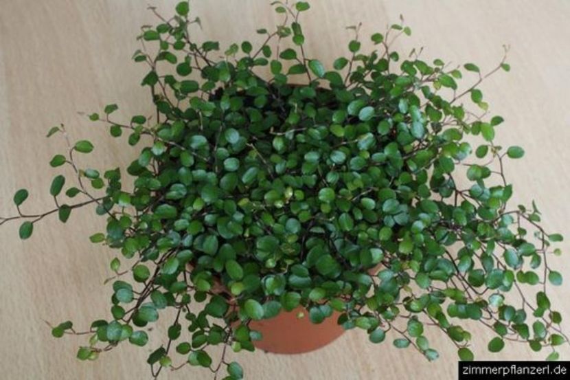 muehlenbeckia-complexa - 00 CAUT