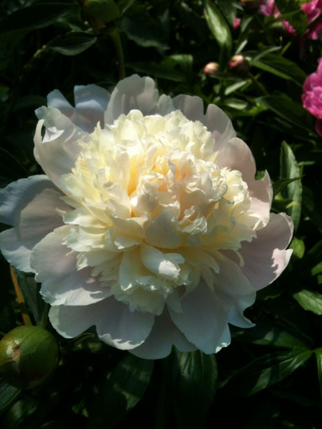 P. lactiflora "Laura Dessert" - Bujori erbacei