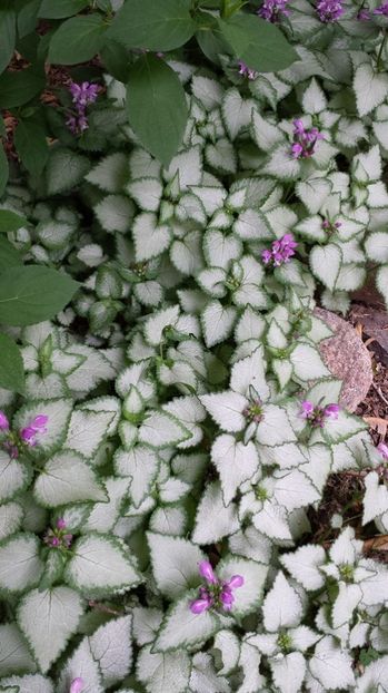 Lamium (dead nettles) - 00 CAUT