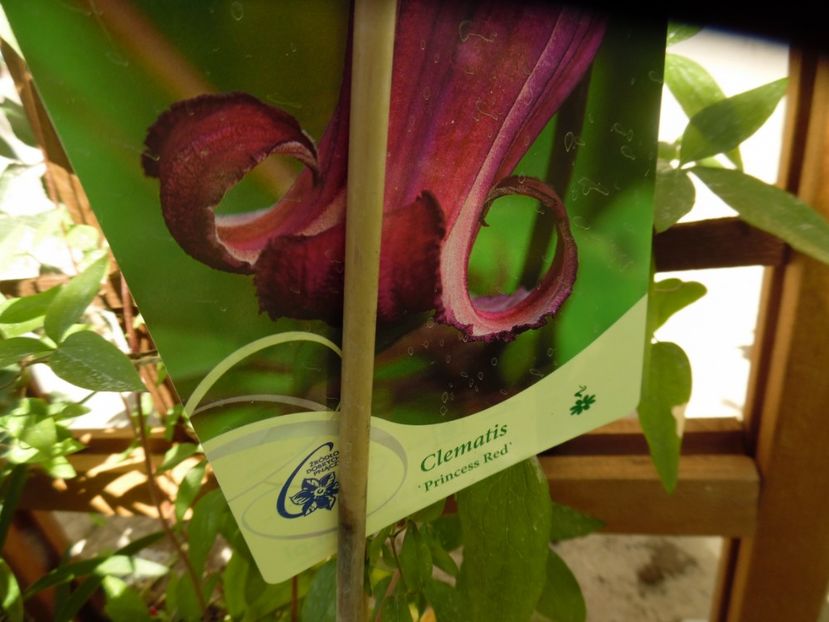  - clematite infloriri