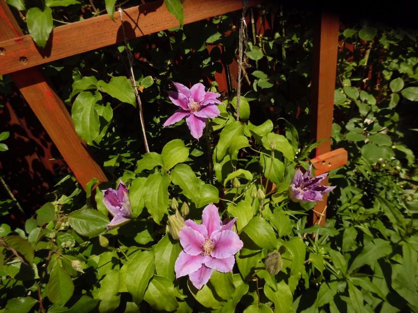 Dr Ruppel - clematite infloriri