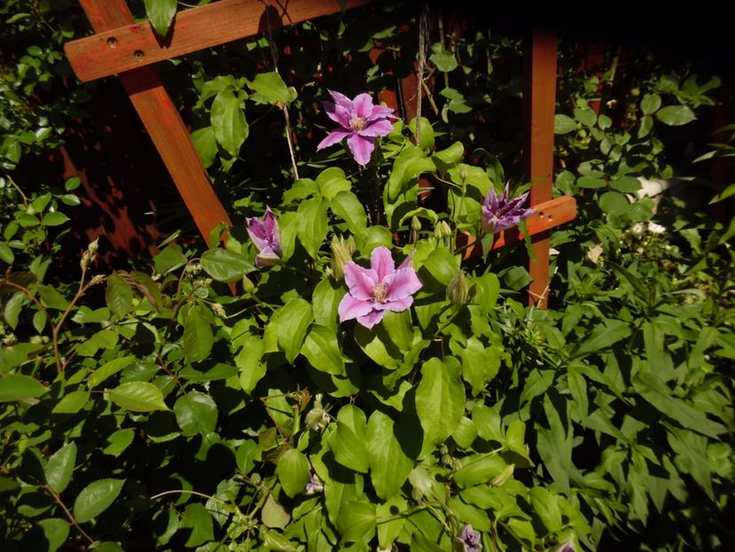 Dr Ruppel - clematite infloriri