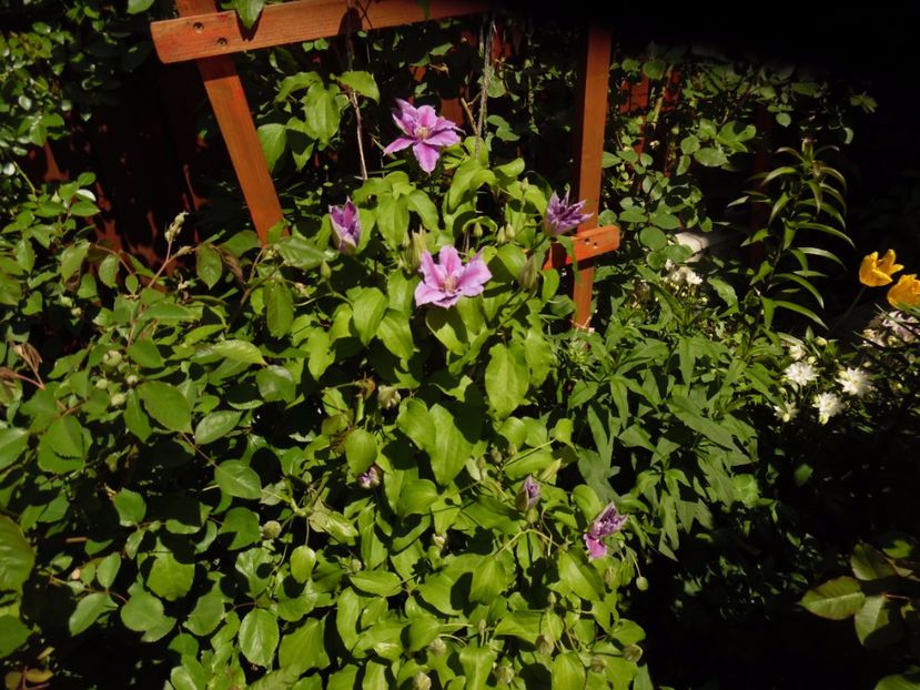 Dr Ruppel - clematite infloriri