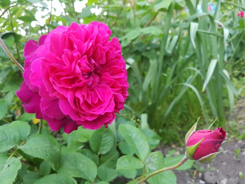 william shakespeare 2000 - 2 trandafiri 2017 I