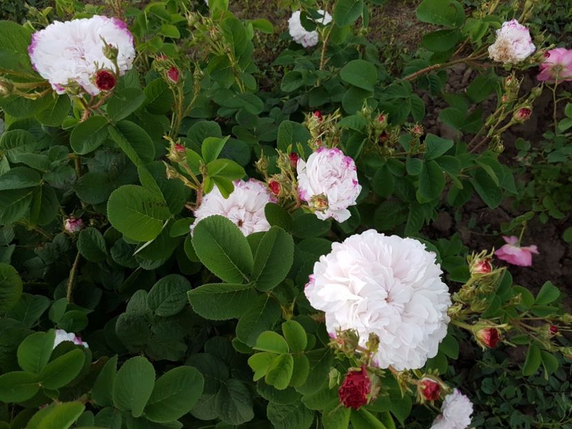 leda - 2 trandafiri 2017 I