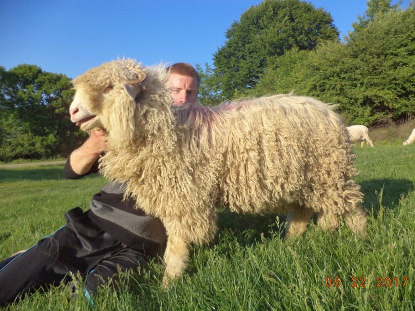  - Productia De Miei 2017