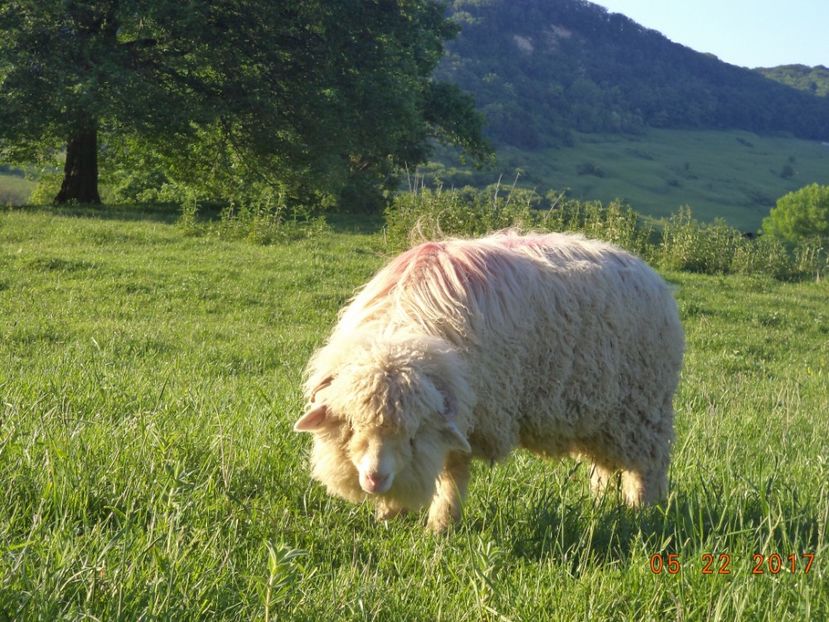  - Productia De Miei 2017