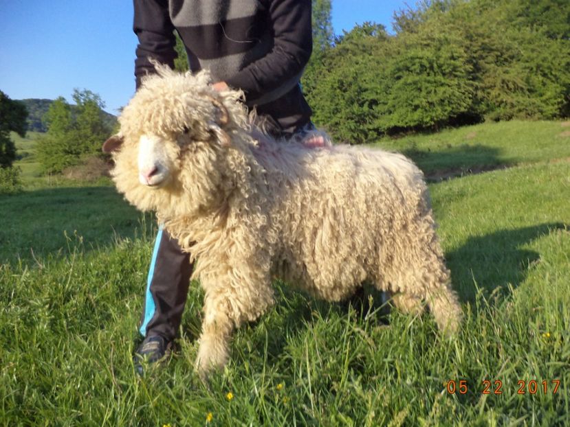  - Productia De Miei 2017