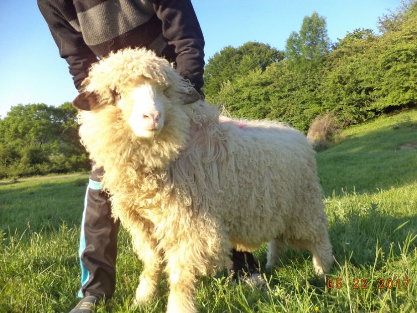  - Productia De Miei 2017