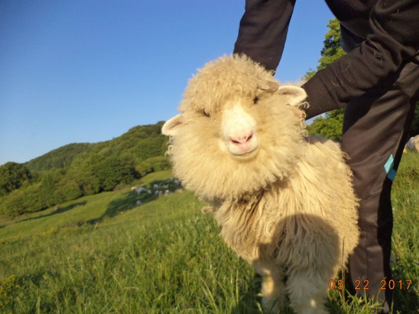  - Productia De Miei 2017