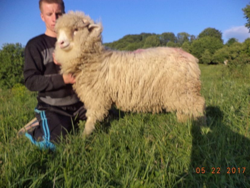  - Productia De Miei 2017