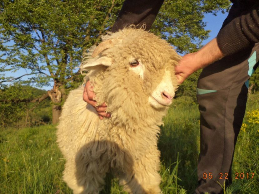  - Productia De Miei 2017