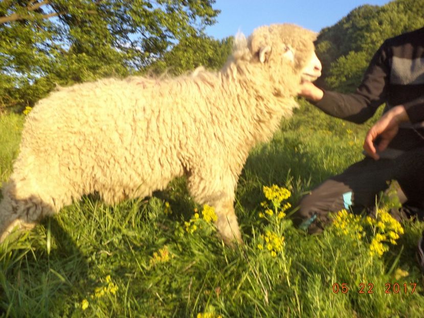  - Productia De Miei 2017