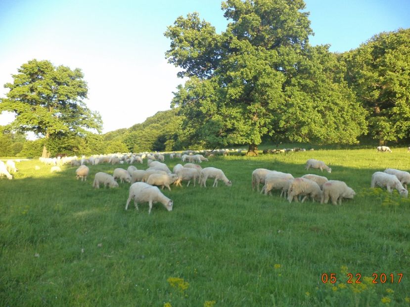  - Productia De Miei 2017