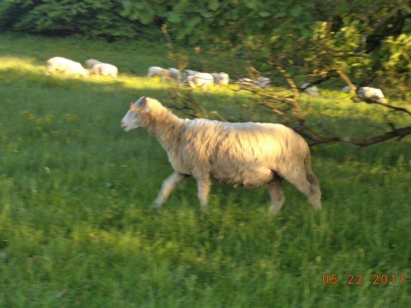  - Productia De Miei 2017