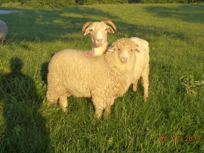  - Productia De Miei 2017