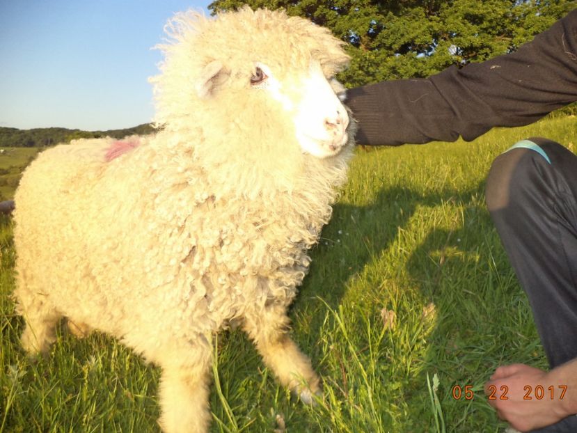  - Productia De Miei 2017