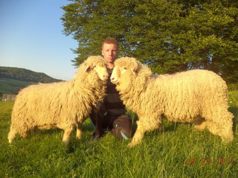  - Productia De Miei 2017