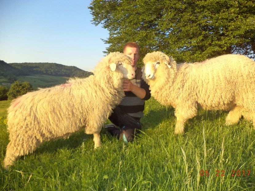  - Productia De Miei 2017