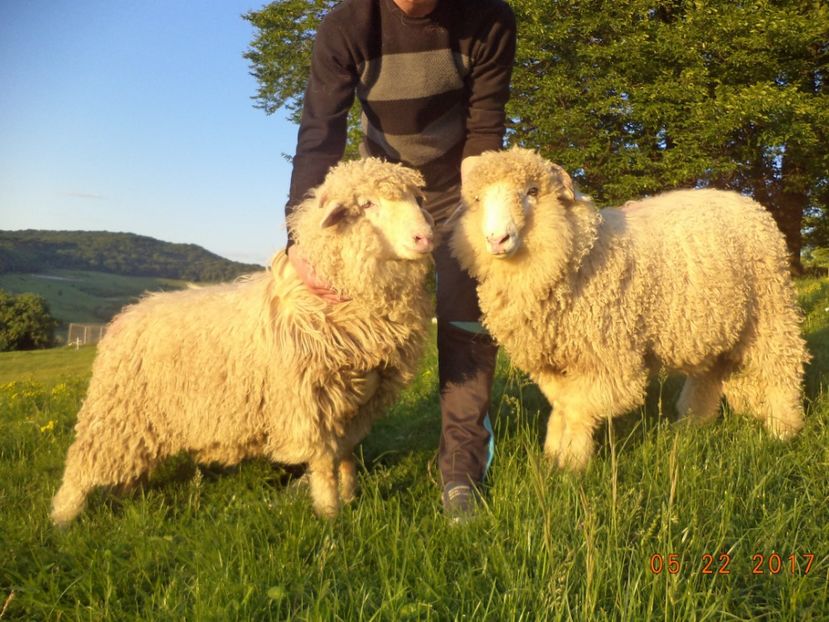  - Productia De Miei 2017