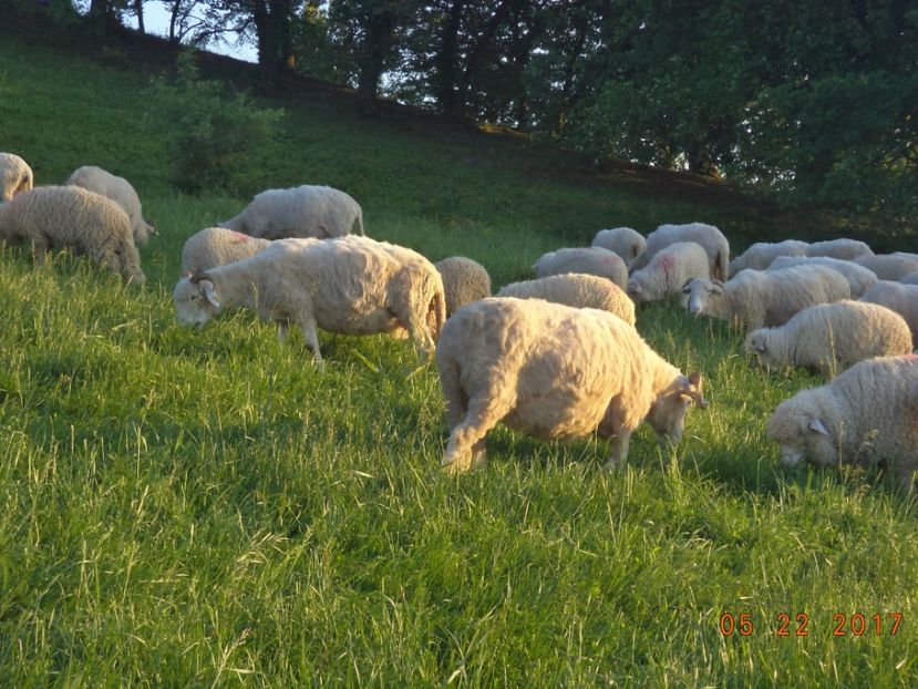  - Productia De Miei 2017