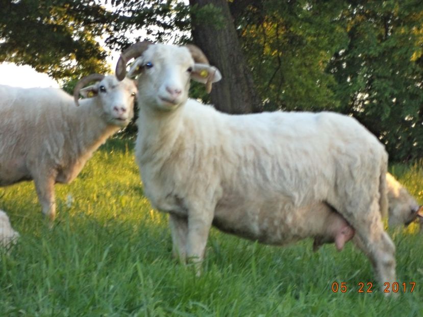  - Productia De Miei 2017