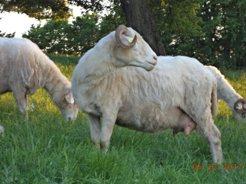  - Productia De Miei 2017