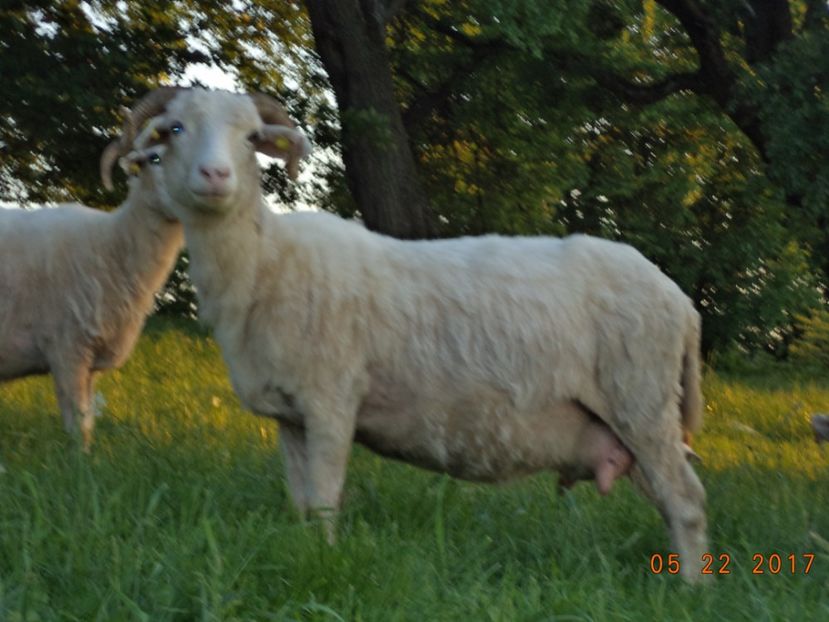  - Productia De Miei 2017