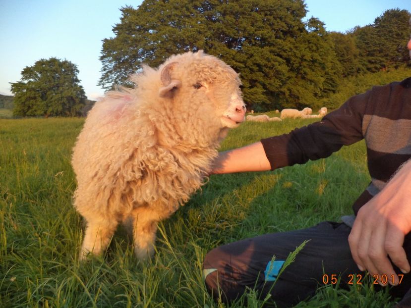  - Productia De Miei 2017