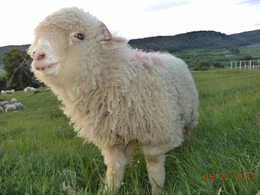  - Productia De Miei 2017