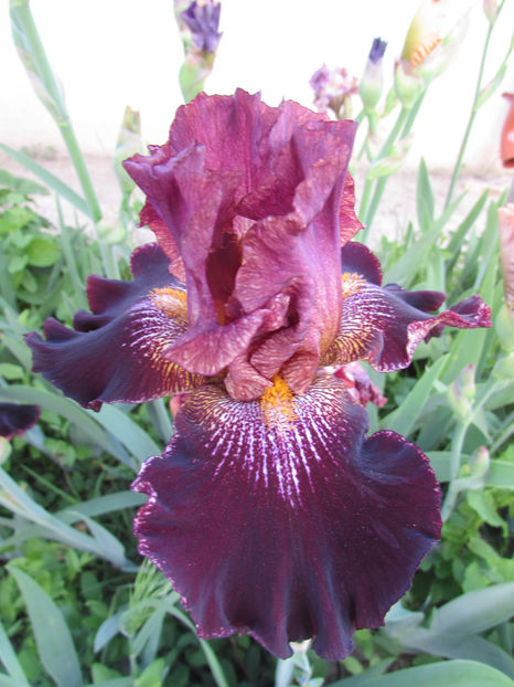 Polvere di stelle - A Irisi 2017