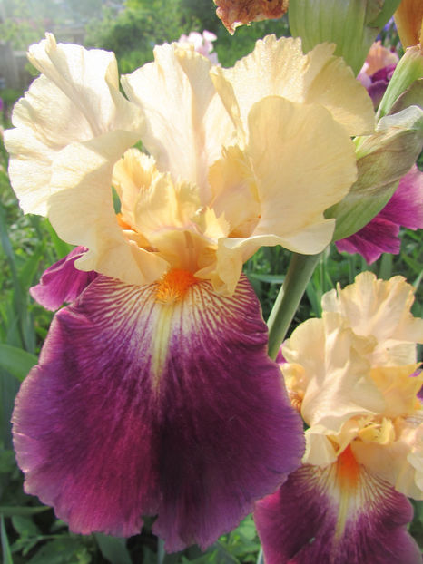 Lightshine - A Irisi 2017