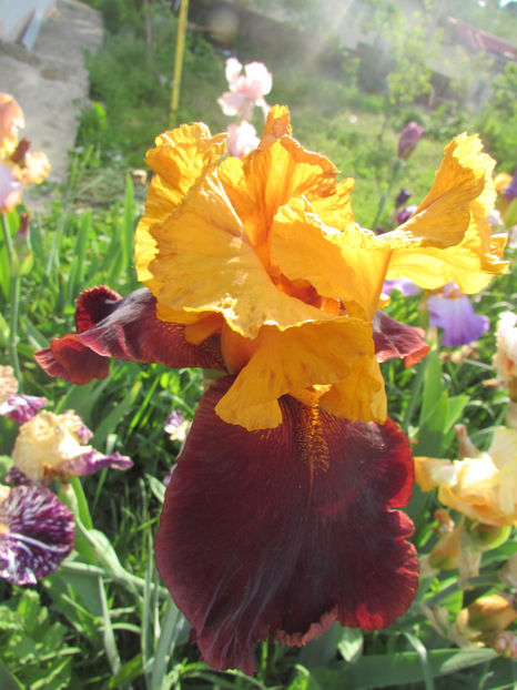 Suprem Sultan - A Irisi 2017