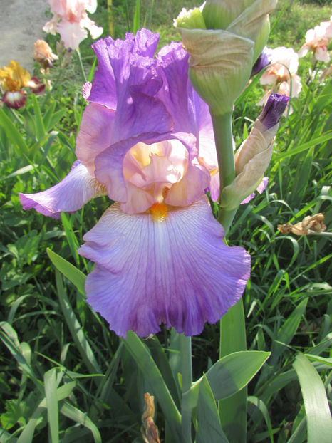 Extravagant - A Irisi 2017