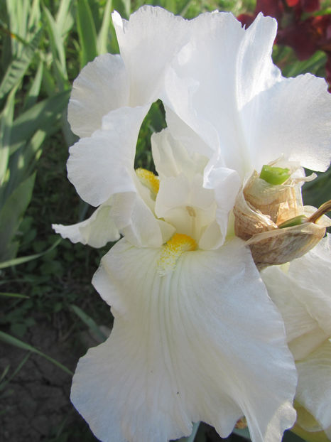 Blanket of Snow - A Irisi 2017