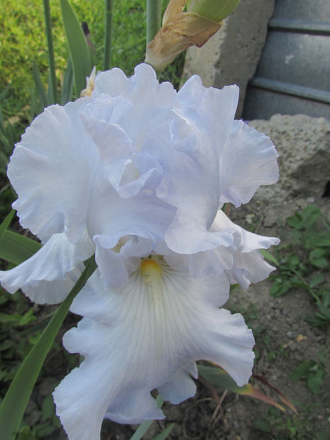 Scandia Delight - A Irisi 2017