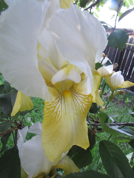 Tulip - A Irisi 2017