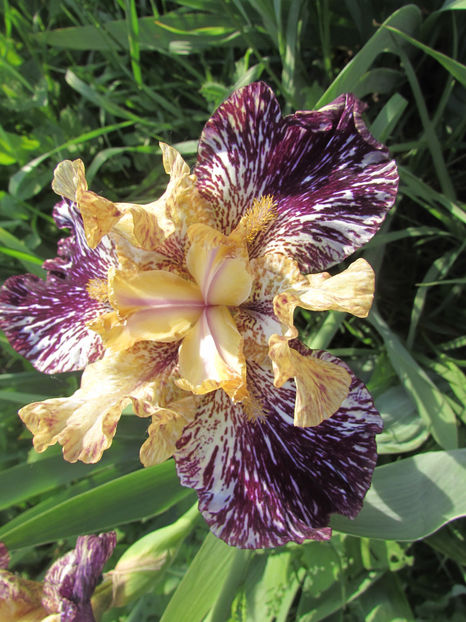 Gnu Flash - A Irisi 2017