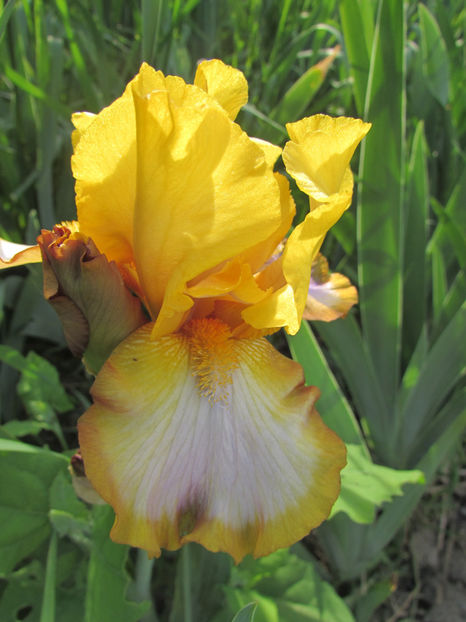 Brown Lasso - A Irisi 2017