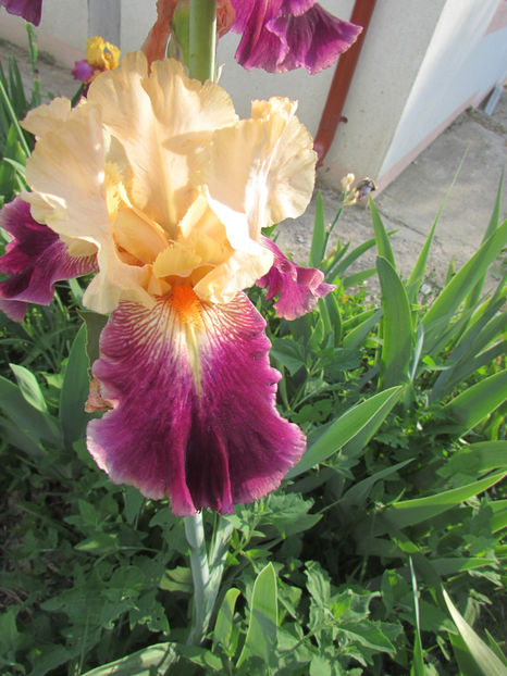 Let-s_boogie - A Irisi 2017