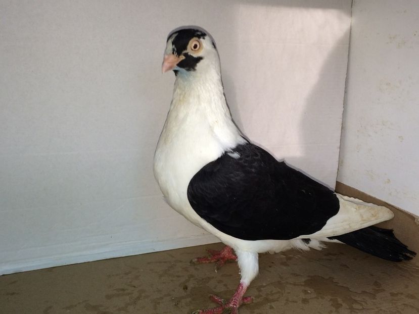 femelă  2014 - 00001 porumbei dragi mie arhivă