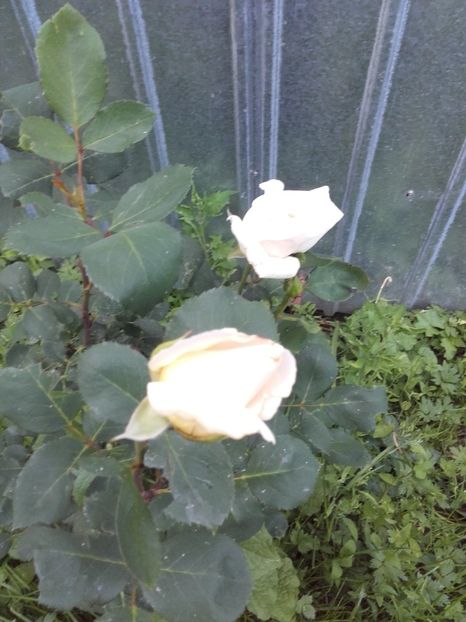  - Trandafiri 2017- 2018