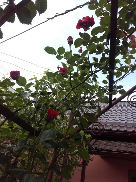 Sympatie urcator - Trandafiri 2017- 2018