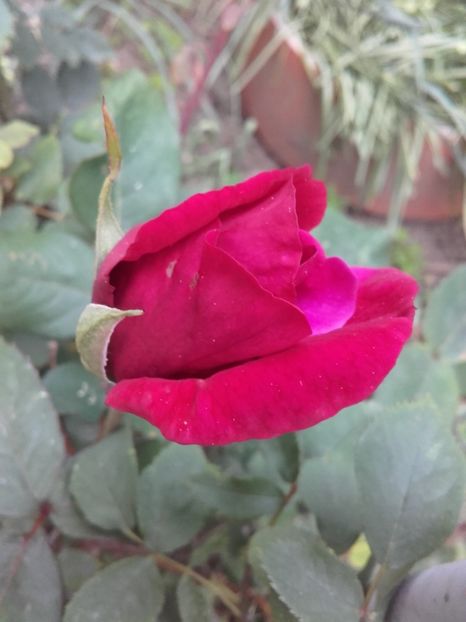 Nu-i stiu numele - Trandafiri 2017- 2018