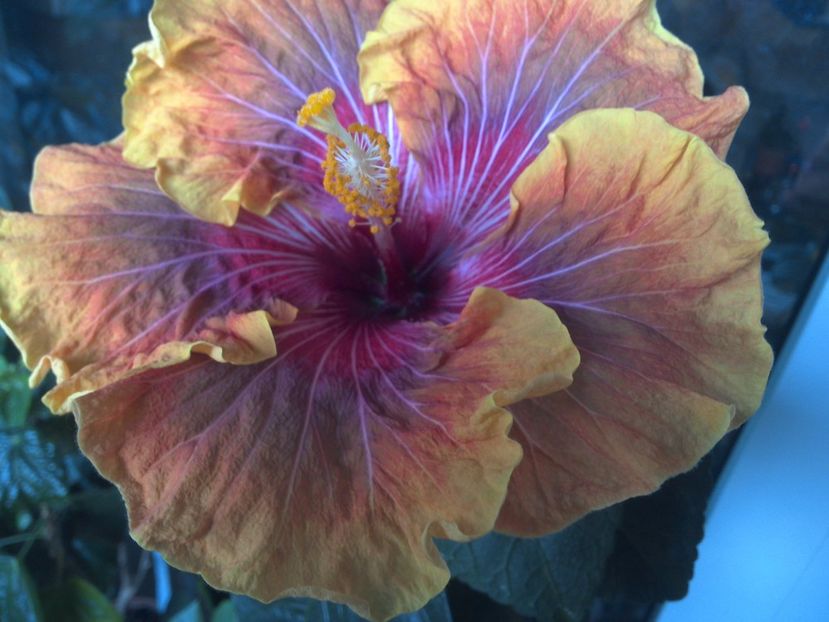 WIN_20170523_165924 - Jolanda Gommer