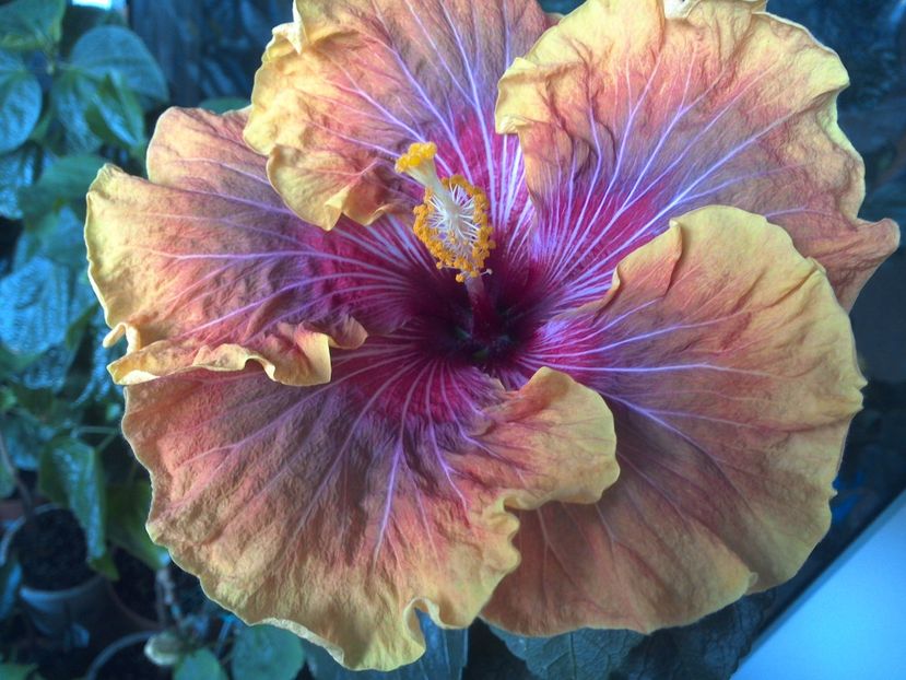 WIN_20170523_165930 - Jolanda Gommer